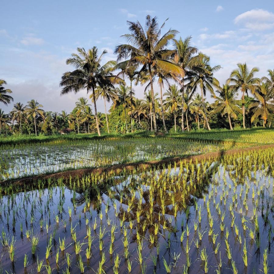 Les Rizieres Lombok - Tetebatu Hotel Ngoại thất bức ảnh